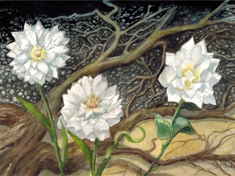White Flowers in Asphalt