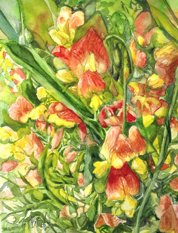 Benin Sweet Pea (Lathyrs Belinensis)