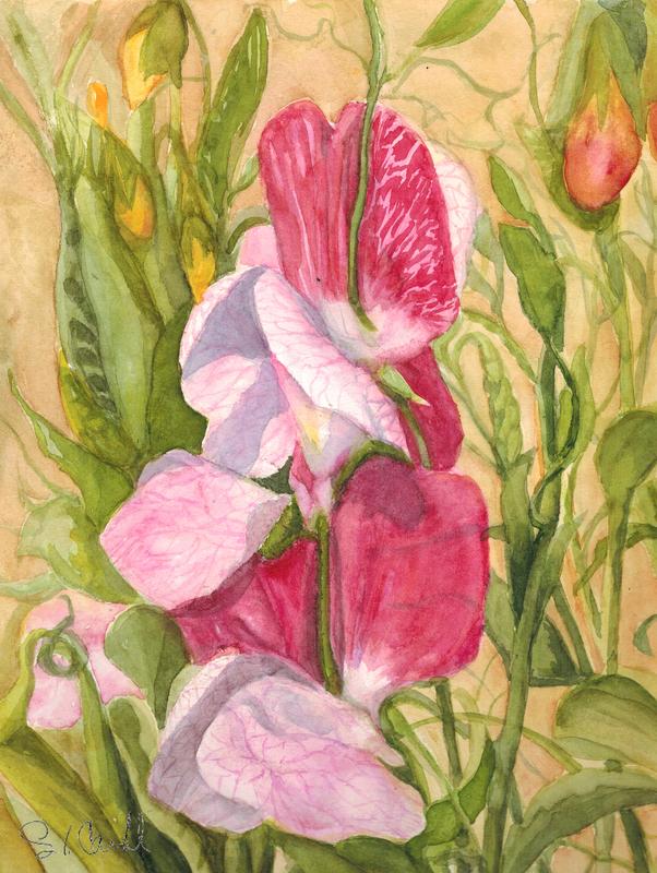Desert Sweet Pea