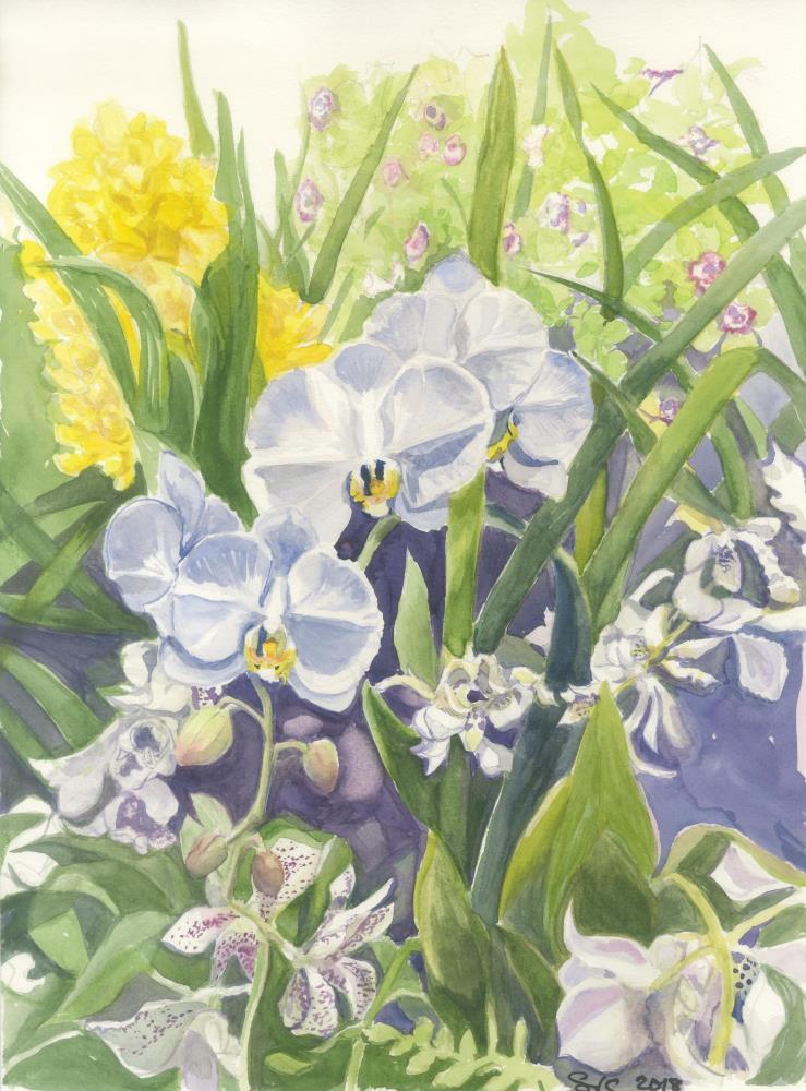 White orchids watercolor