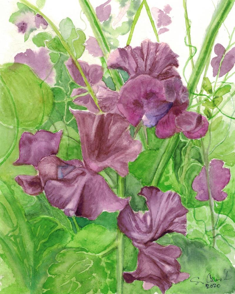 Beaujolais Sweet Peas