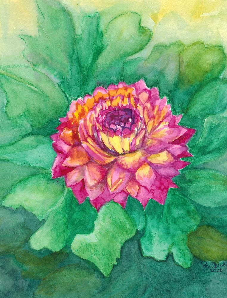Bright Pink and Yellow Dahlia