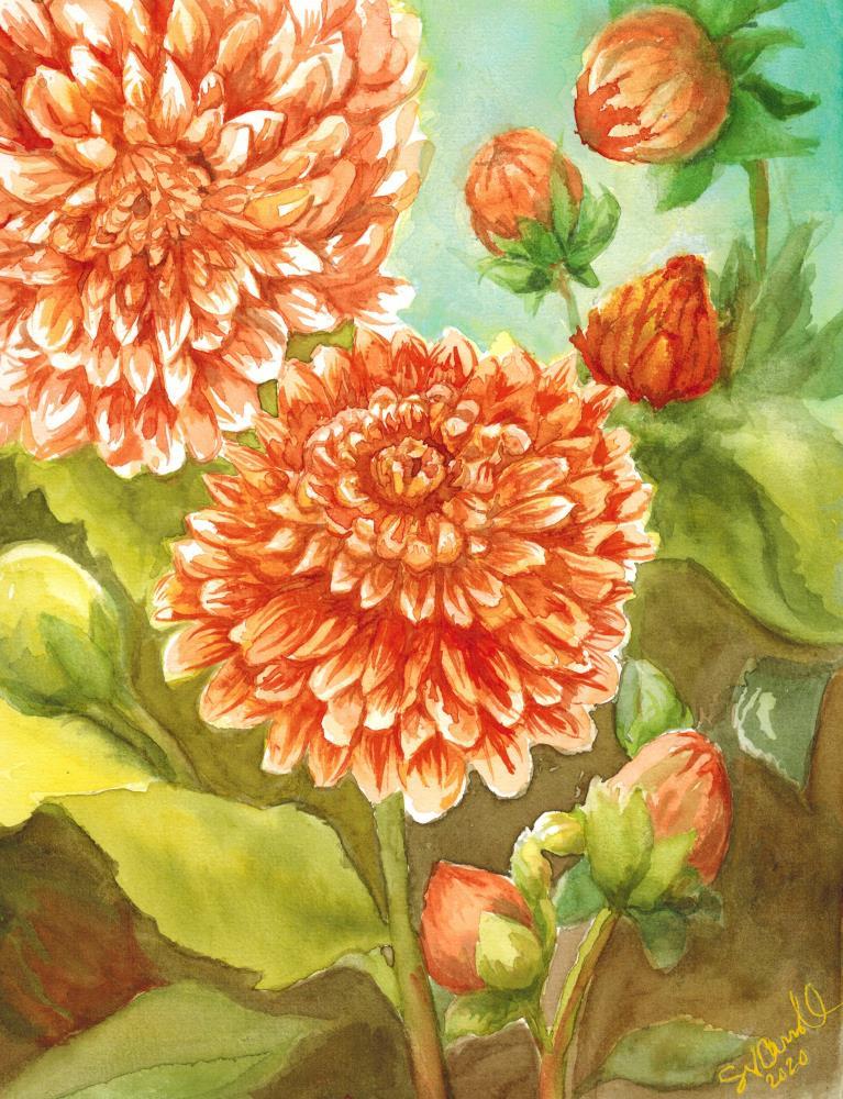 Orange Dahlias During the Pandemic