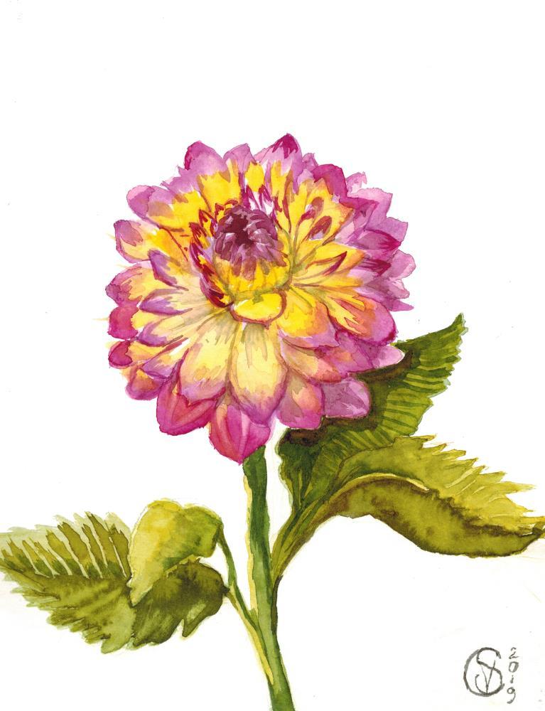 Pink and Yellow Dahlia During the Pandemic